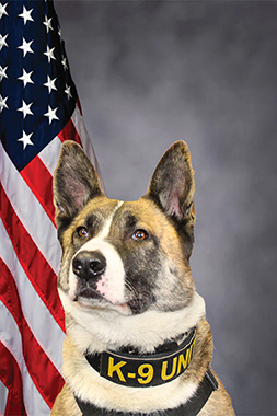 K-9 Blitz