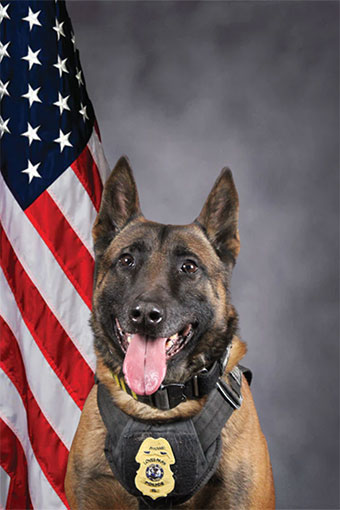 K-9 Koal